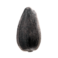 Чорне конди­терське насіння соняш­нику