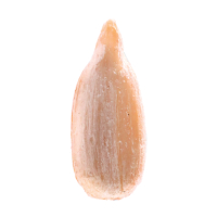 Sunflower Kernel